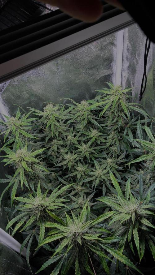 05 | WALTER WHITE. Week 8