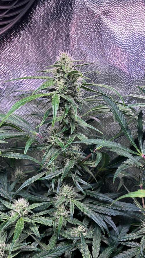 05 | WALTER WHITE. Week 8 - day 53