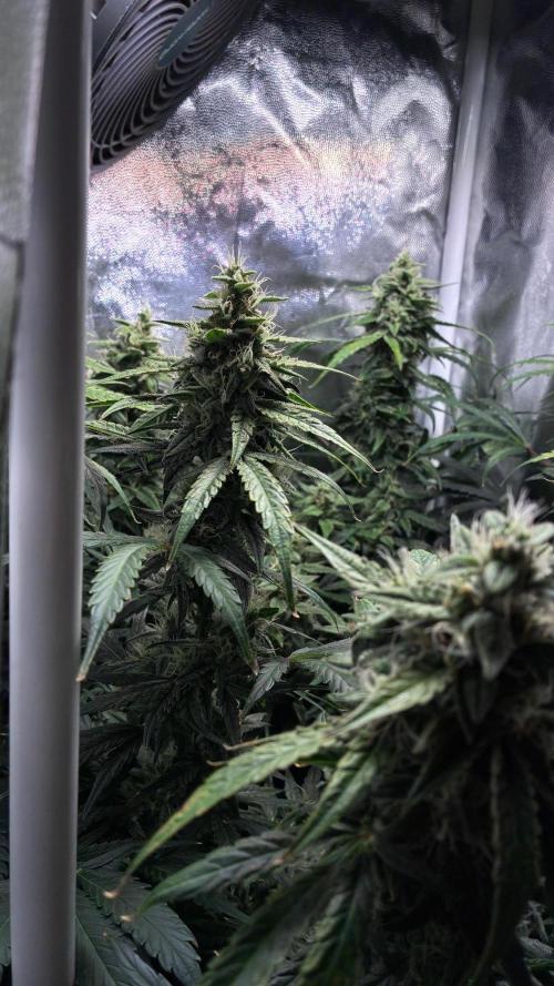05 | WALTER WHITE. Week 9
