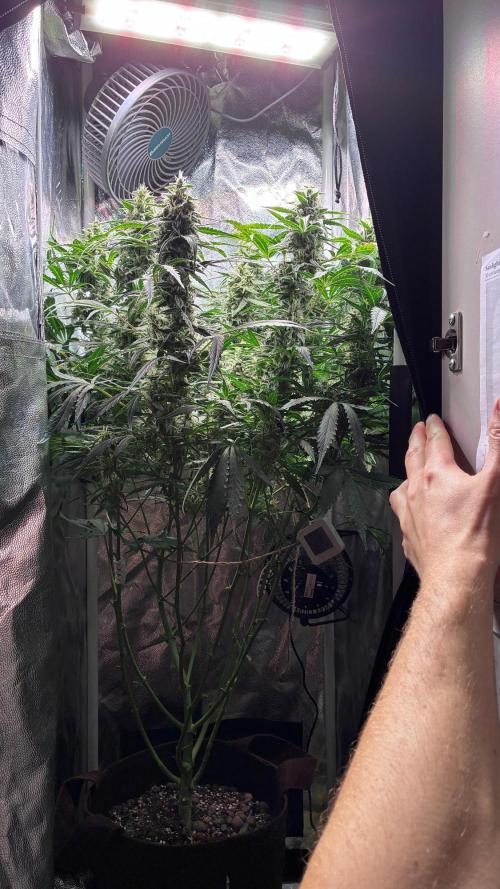 05 | WALTER WHITE. Week 9