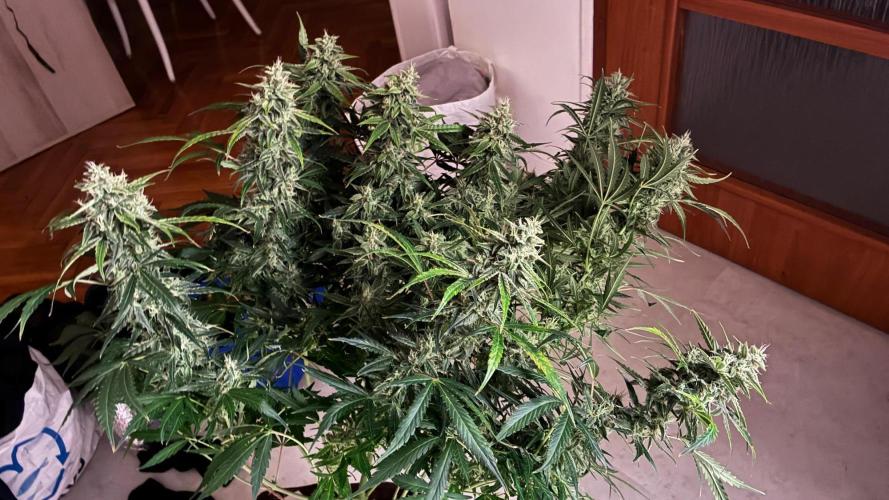 05 | WALTER WHITE. Week 9