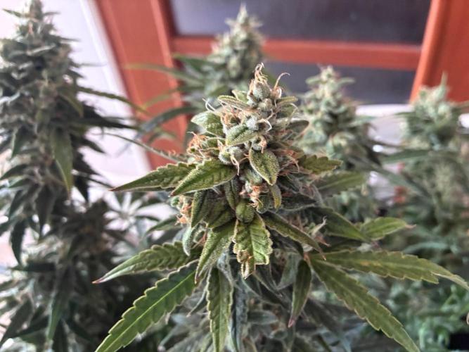 05 | WALTER WHITE. Week 10