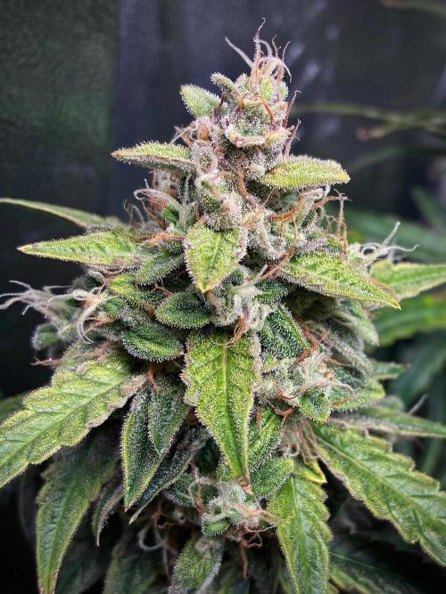 05 | WALTER WHITE. Week 10