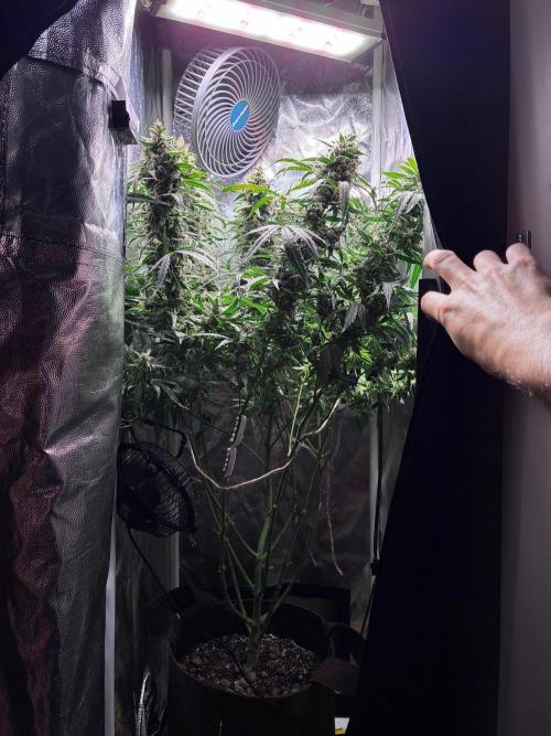 05 | WALTER WHITE. Week 10 - day 69