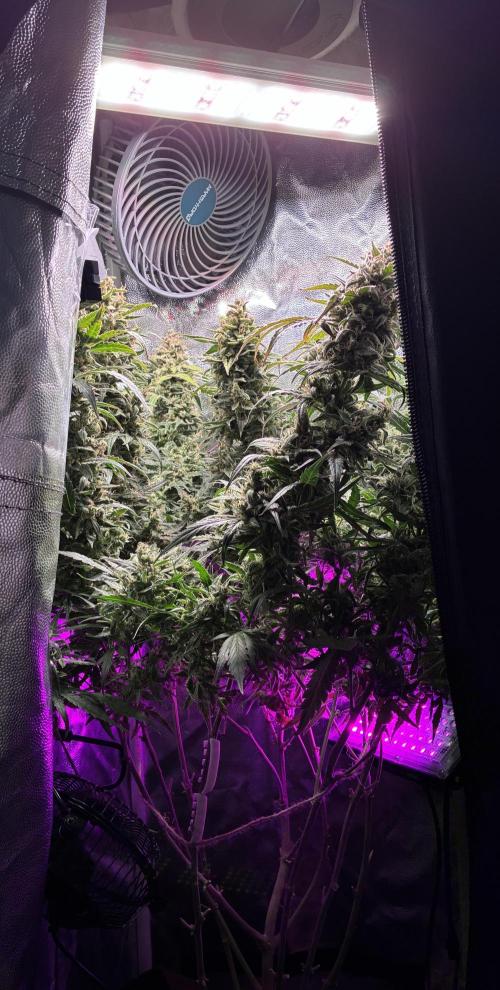 04 | WALTER WHITE (54W). Week 12 - day 80