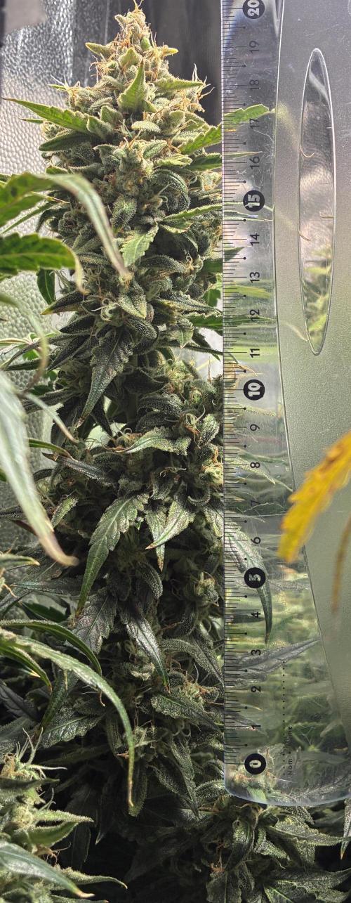 04 | WALTER WHITE (54W). Week 12