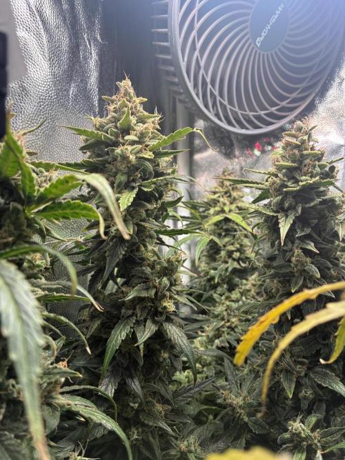 04 | WALTER WHITE (54W). Week 12