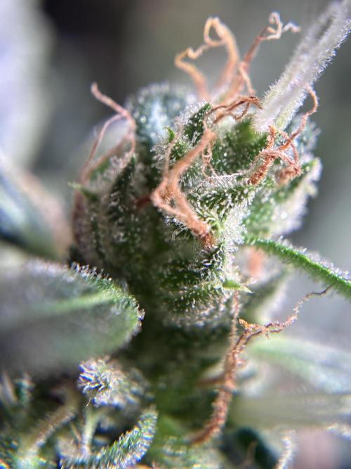 04 | WALTER WHITE (54W). Week 12