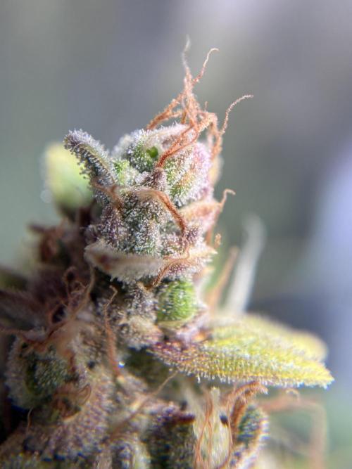 04 | WALTER WHITE (54W). Week 12