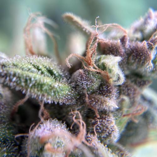 04 | WALTER WHITE (54W). Week 12