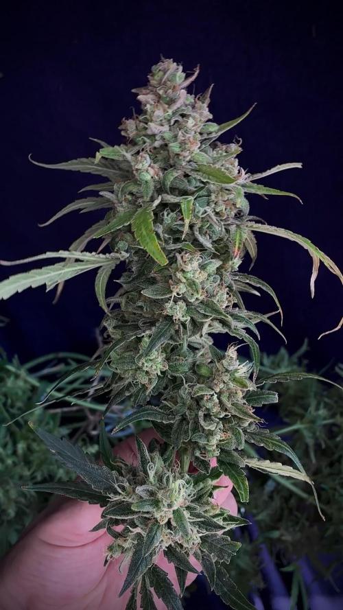 04 | WALTER WHITE (54W)