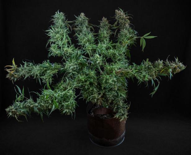 04 | WALTER WHITE (54W). Week 13