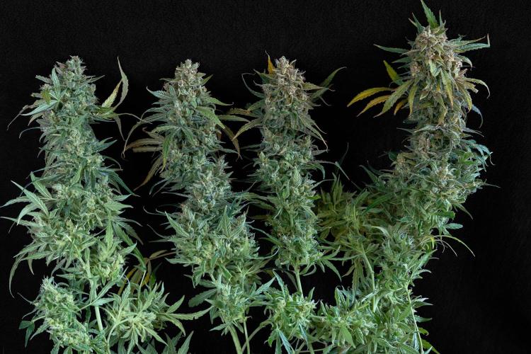 04 | WALTER WHITE (54W). Week 13
