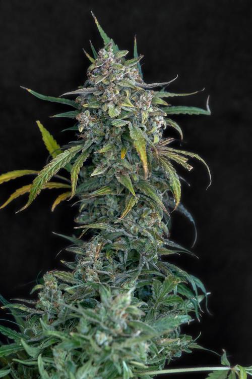 04 | WALTER WHITE (54W). Week 13
