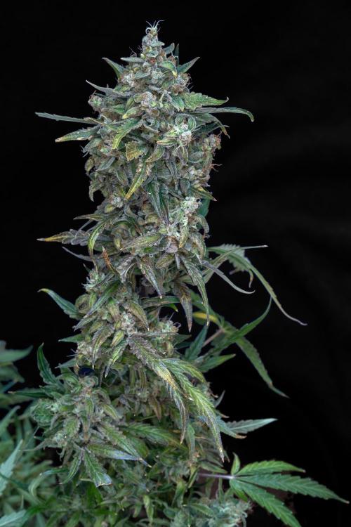 04 | WALTER WHITE (54W). Week 13