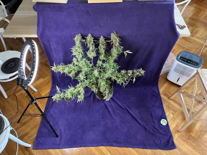 04 | WALTER WHITE (54W). Week 13