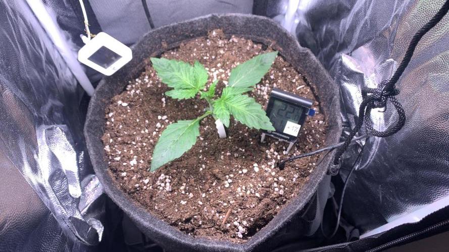 Canna-Cheese 1:1 microgrow. Week 2