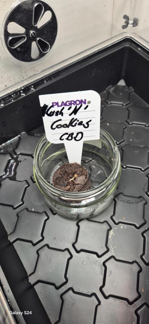 FirstFemGrow1.1.26. Week 0