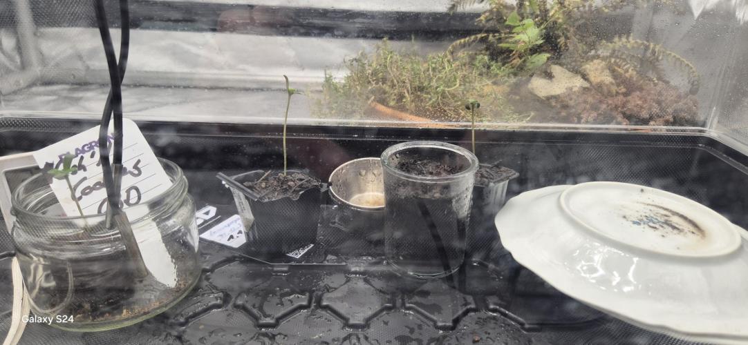 FirstFemGrow1.1.26. Week 0 - Spargellung - wechsel unter die 300W LAmpe Tag5