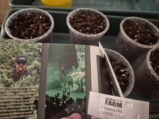 Insane OG 2025. Week 0