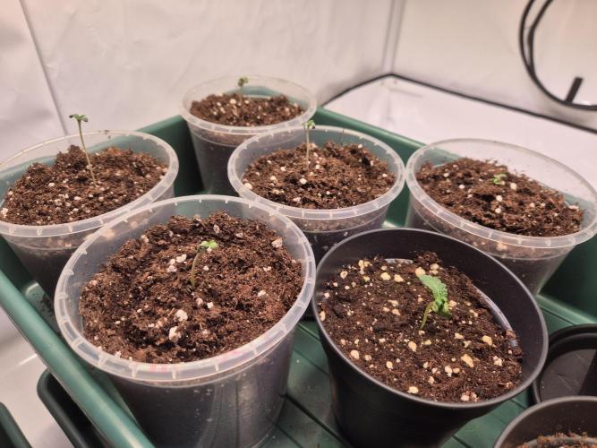 Insane OG 2025. Week 0