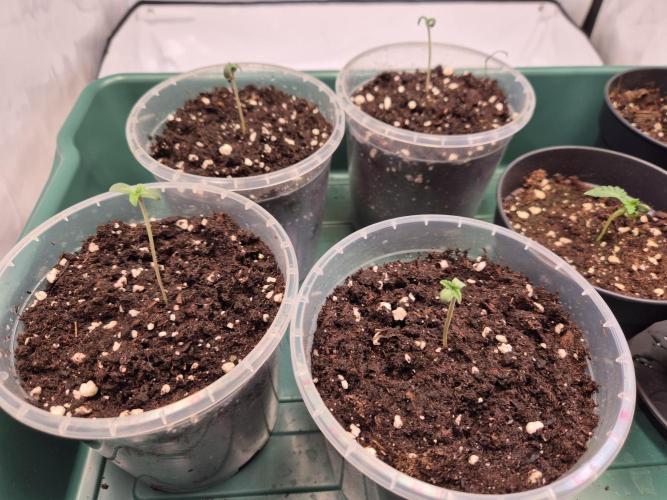 Insane OG 2025. Week 0