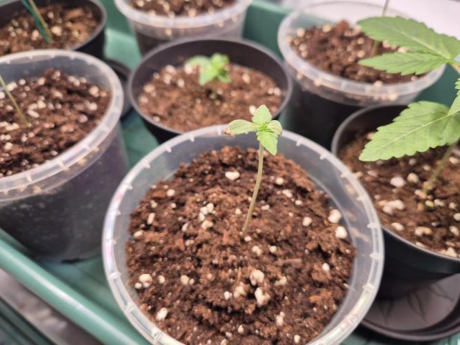 Insane OG 2025. Week 1