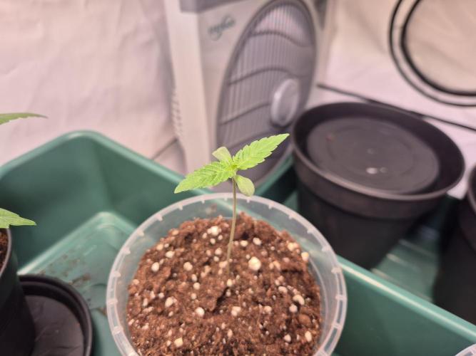 Insane OG 2025. Week 1