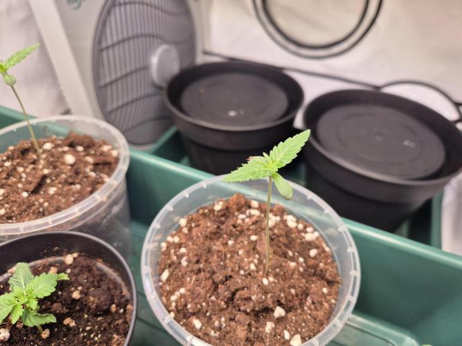 Insane OG 2025. Week 1