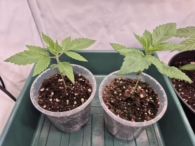 Insane OG 2025. Week 2