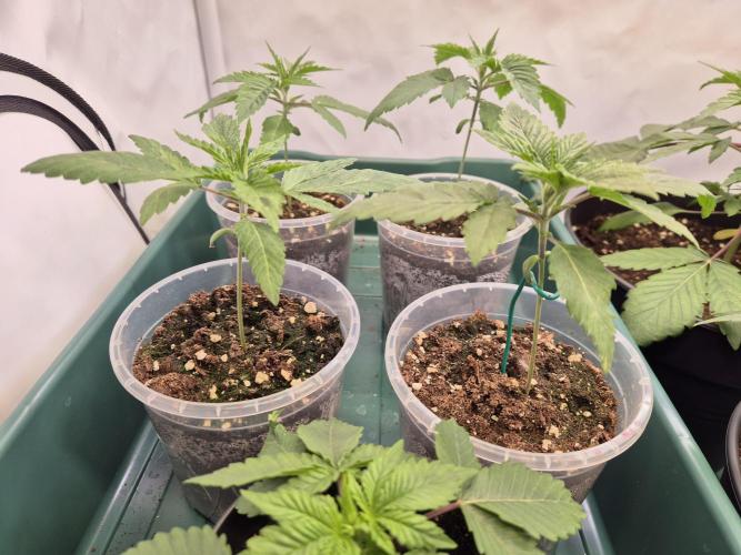 Insane OG 2025. Week 2