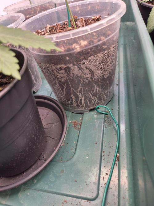 Insane OG 2025. Week 2