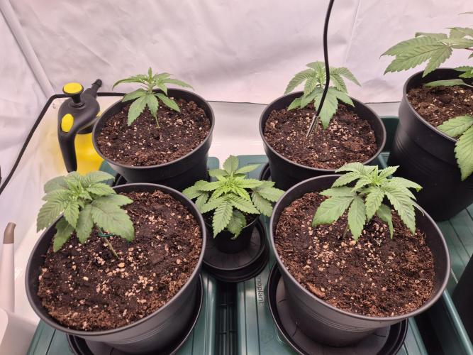 Insane OG 2025. Week 2