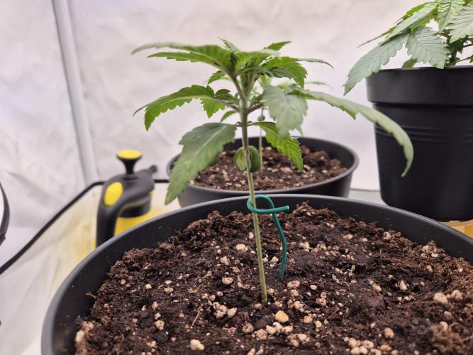 Insane OG 2025. Week 2