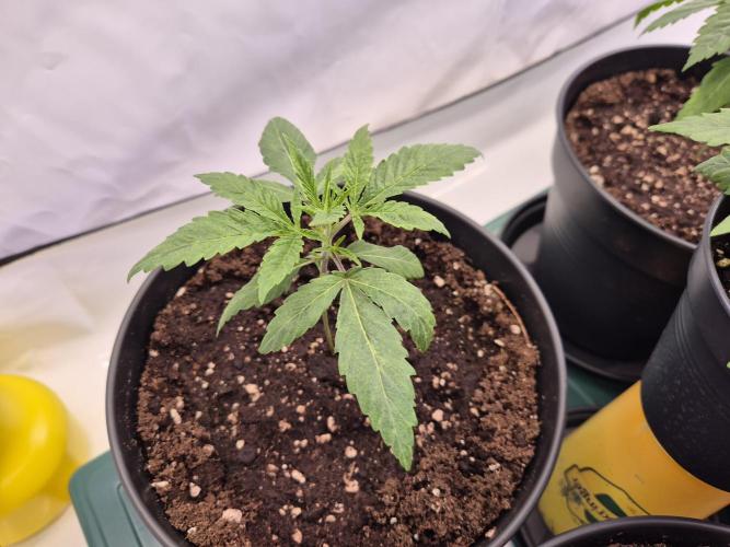 Insane OG 2025. Week 2