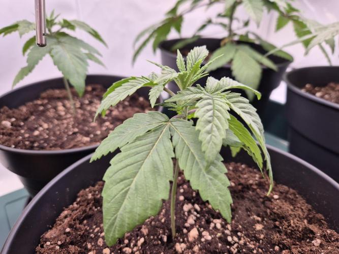 Insane OG 2025. Week 2