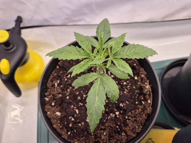 Insane OG 2025. Week 2