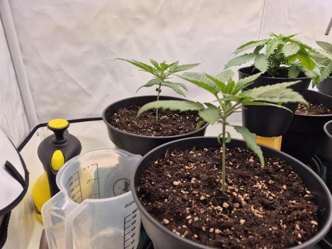 Insane OG 2025. Week 2