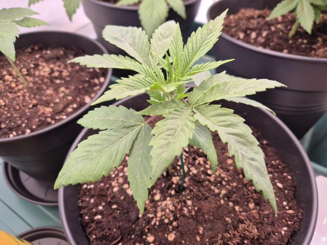 Insane OG 2025. Week 2