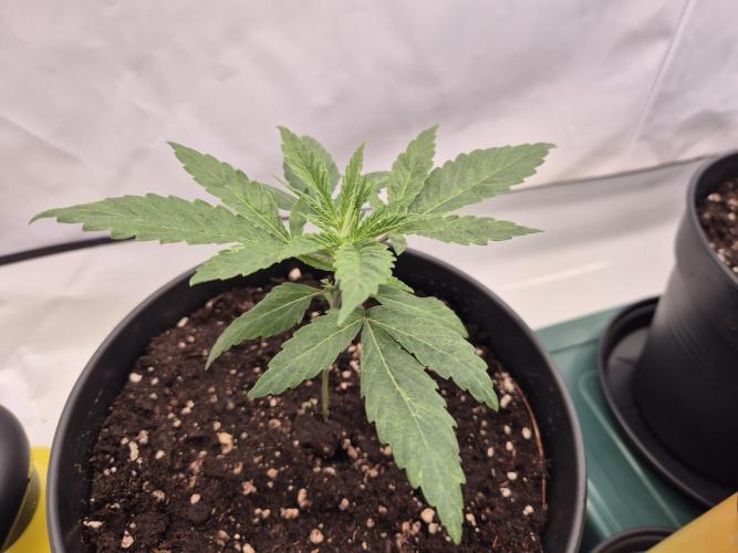 Insane OG 2025. Week 2