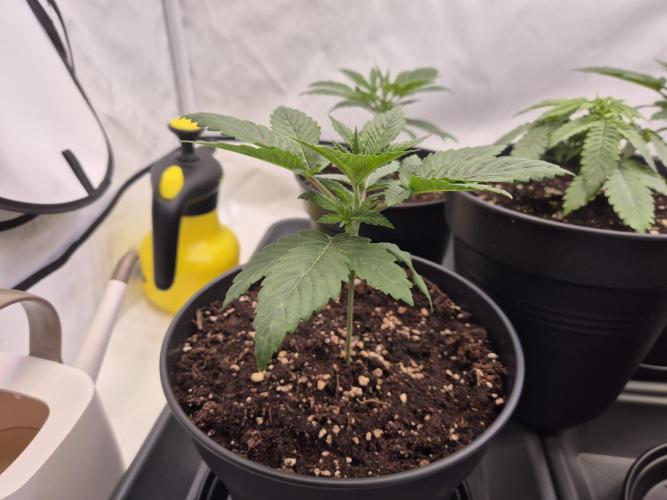 Insane OG 2025. Week 2