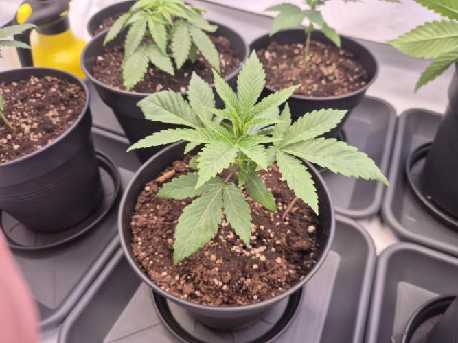 Insane OG 2025. Week 2