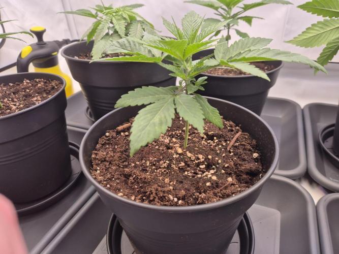 Insane OG 2025. Week 2