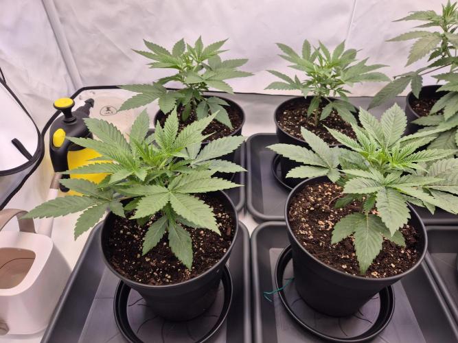 Insane OG 2025. Week 3