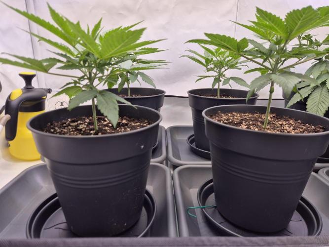 Insane OG 2025. Week 3