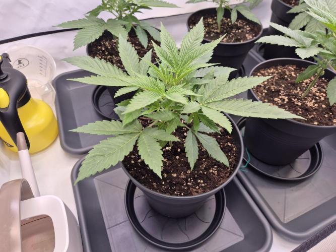 Insane OG 2025. Week 3