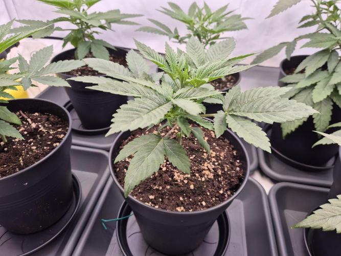 Insane OG 2025. Week 3