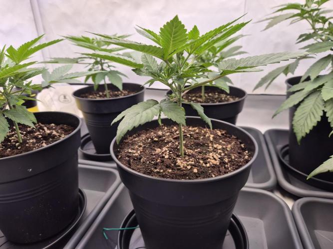 Insane OG 2025. Week 3