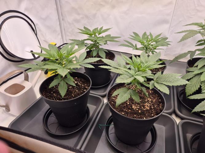 Insane OG 2025. Week 3