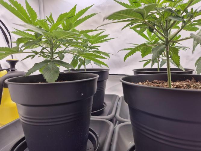 Insane OG 2025. Week 3